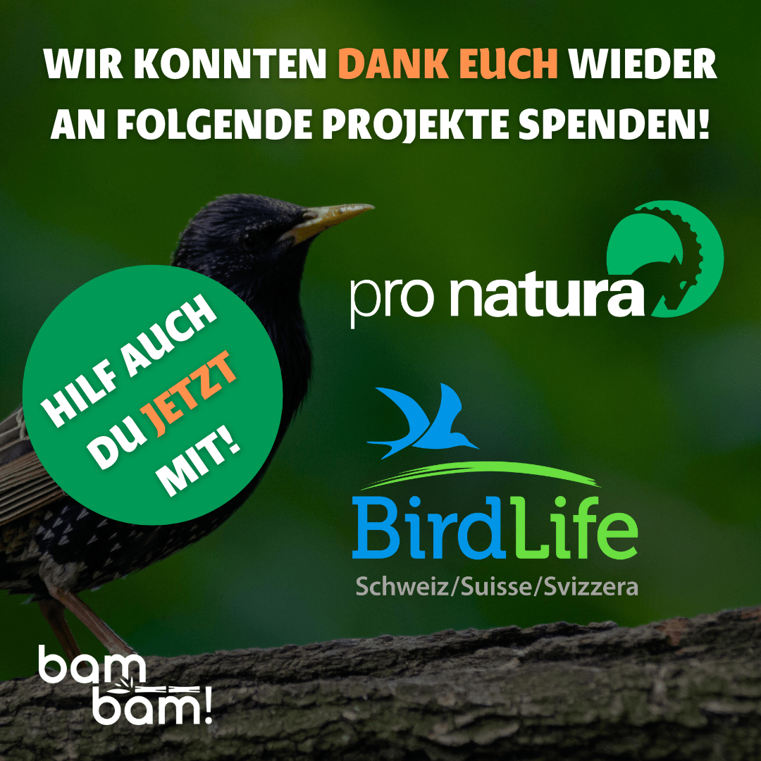 Bambus Strohhalme - Sommer Edition!